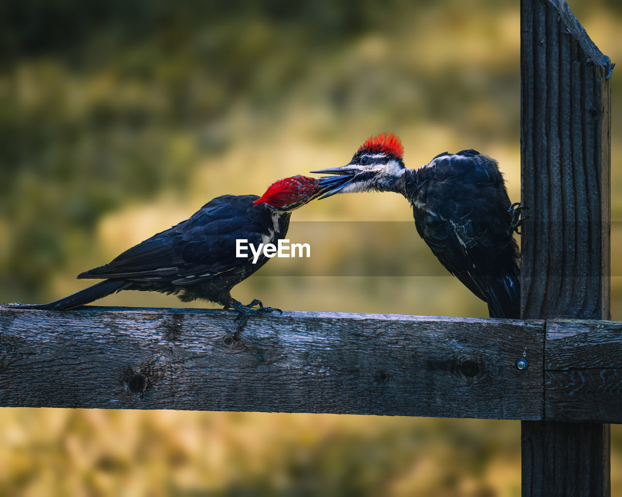 CLOSE-UP OF BIRDS PERCHING ON WOOD