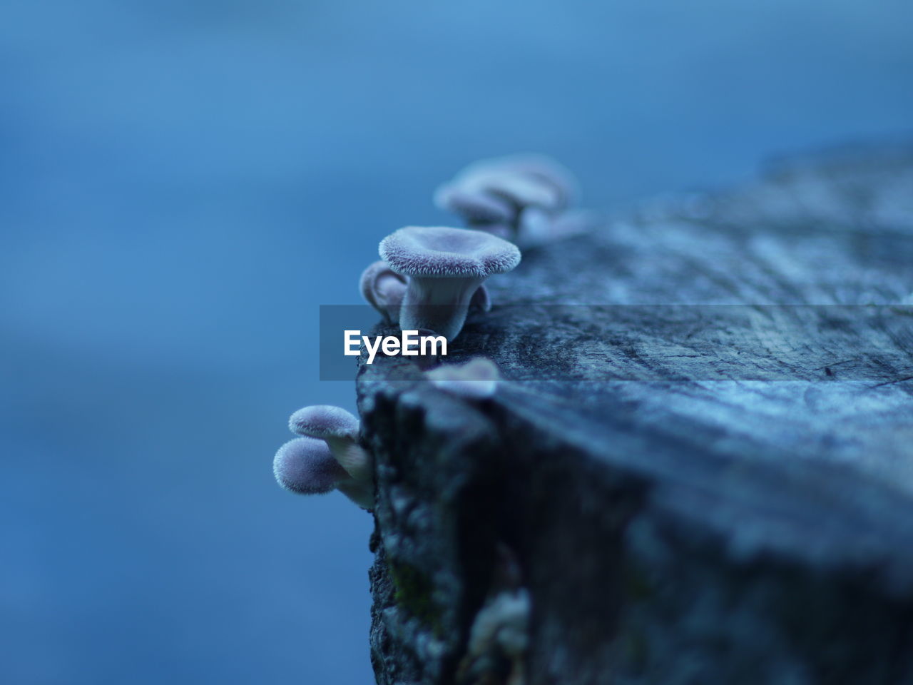 Close-up of mushrooms on tree stump