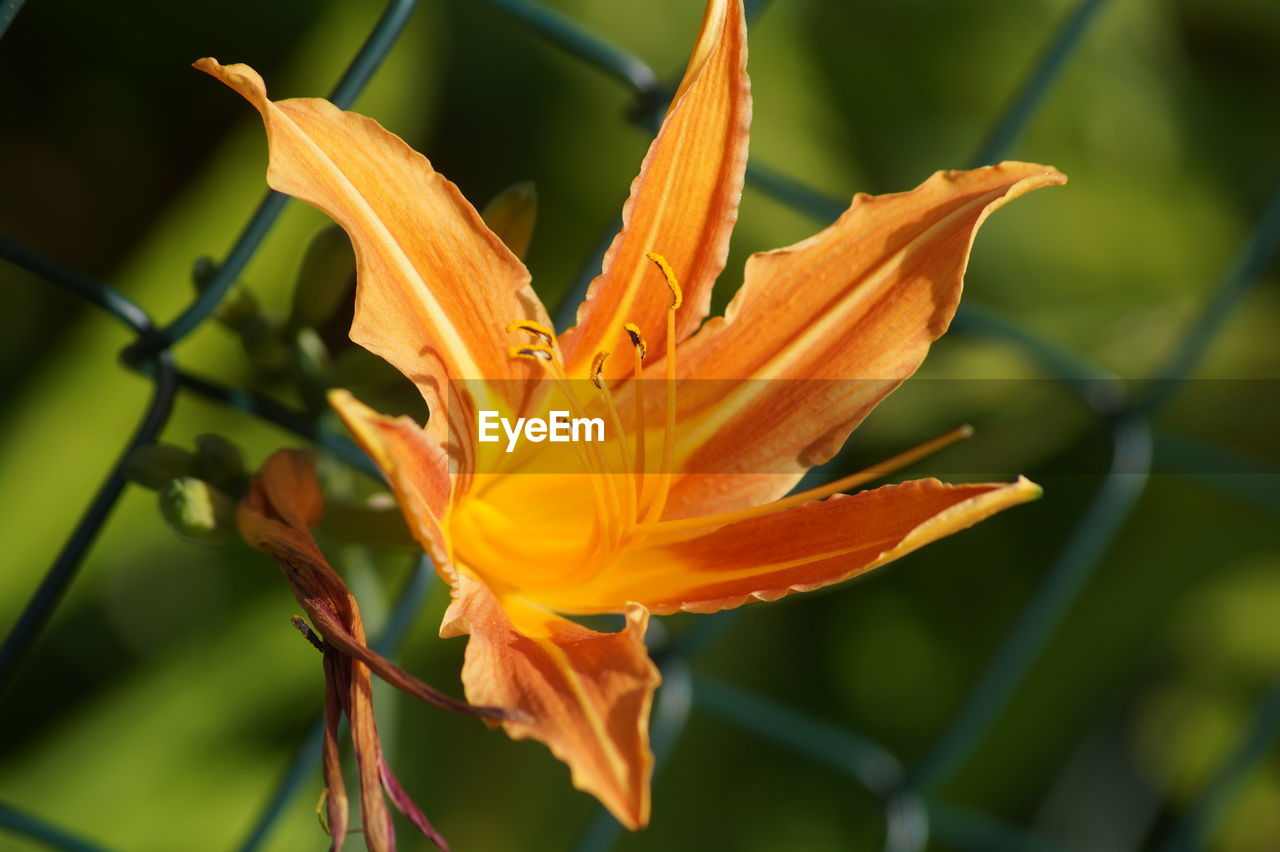 Close-up of yellow flower