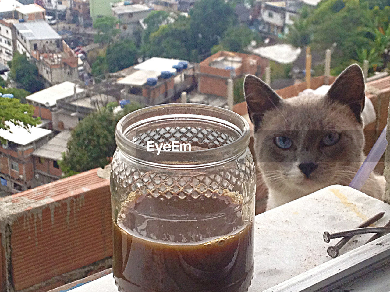 CLOSE-UP OF CAT AGAINST BUILT STRUCTURES