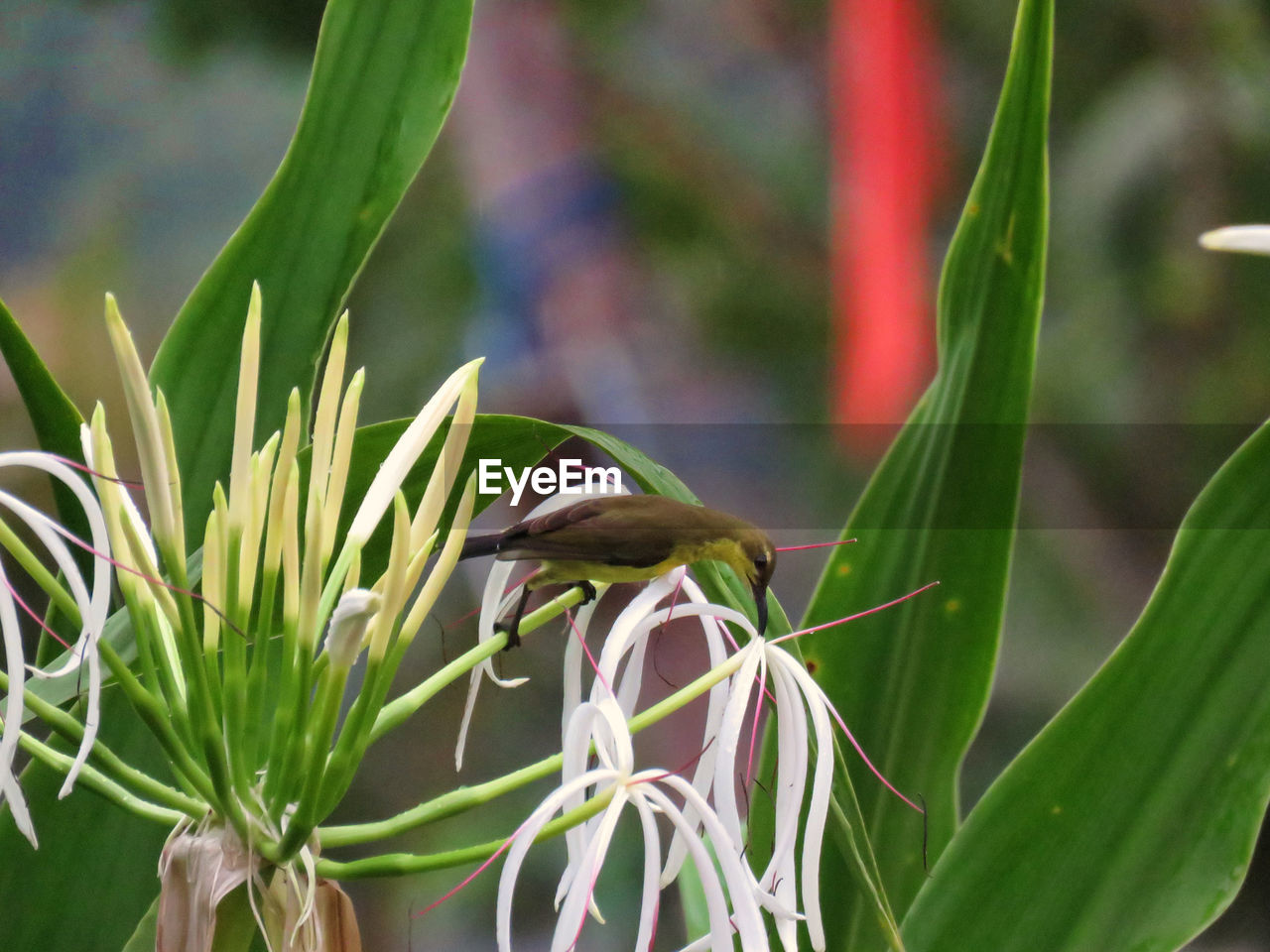 CLOSE-UP OF INSECTS ON PLANT