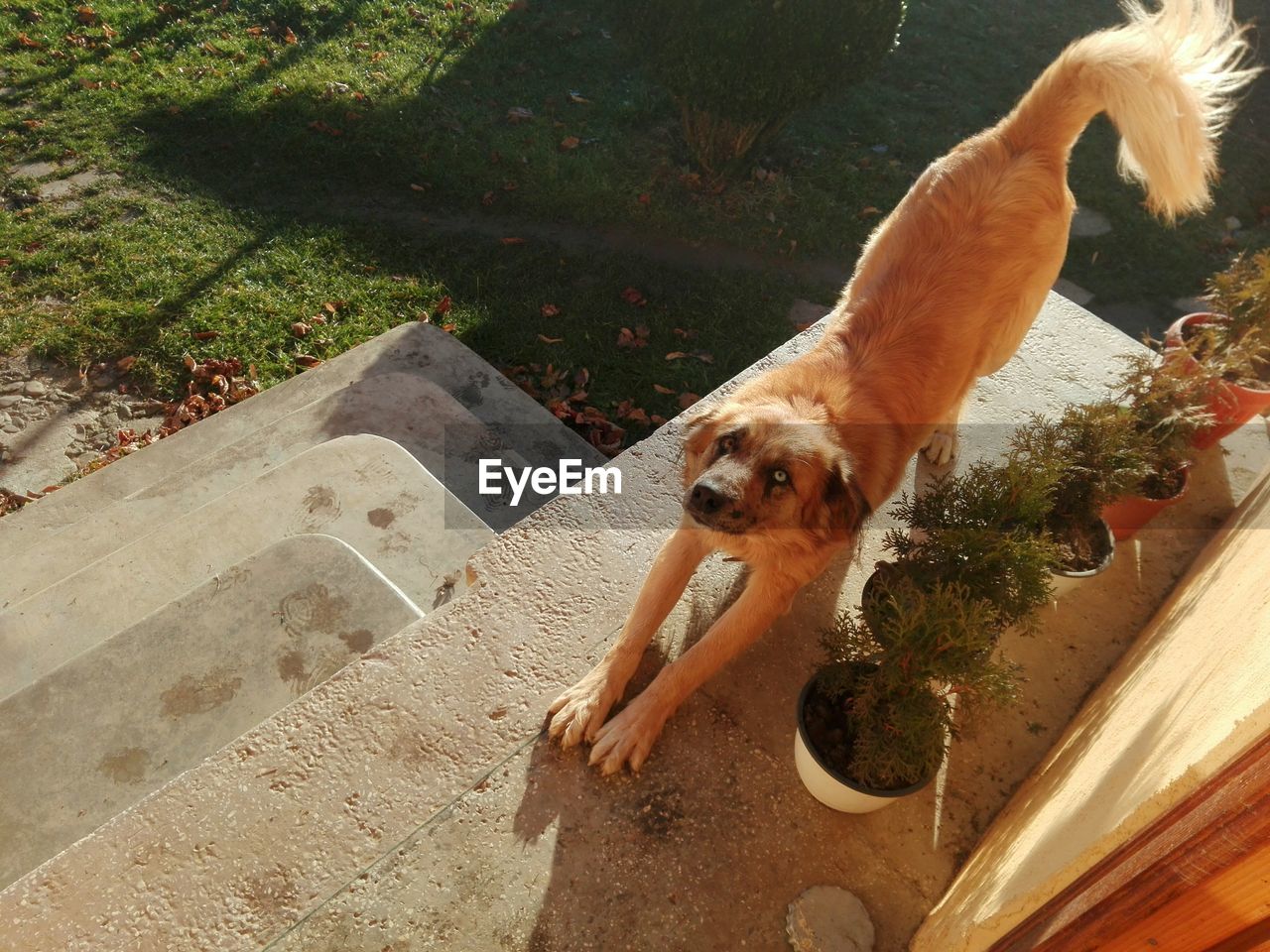 High angle portrait of dog stretching outside house