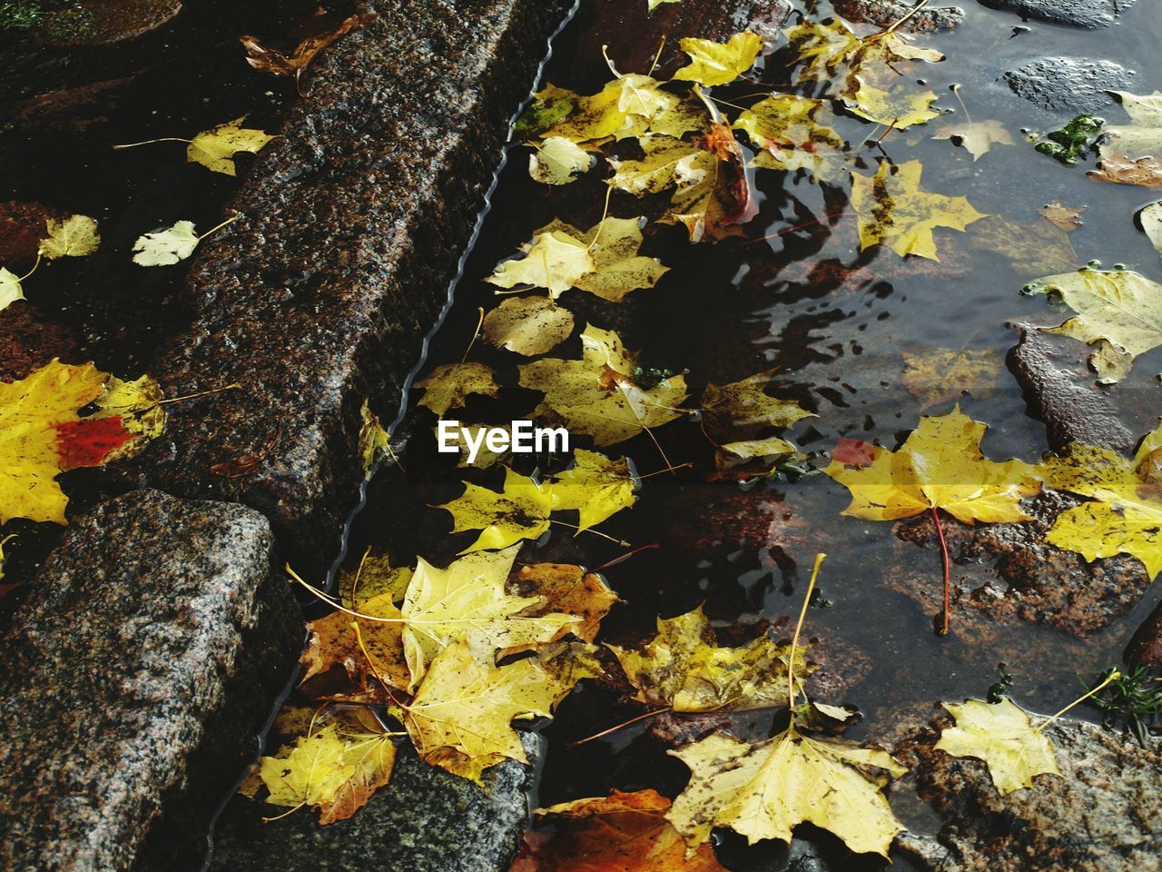 HIGH ANGLE VIEW OF MAPLE LEAVES FALLEN IN WATER