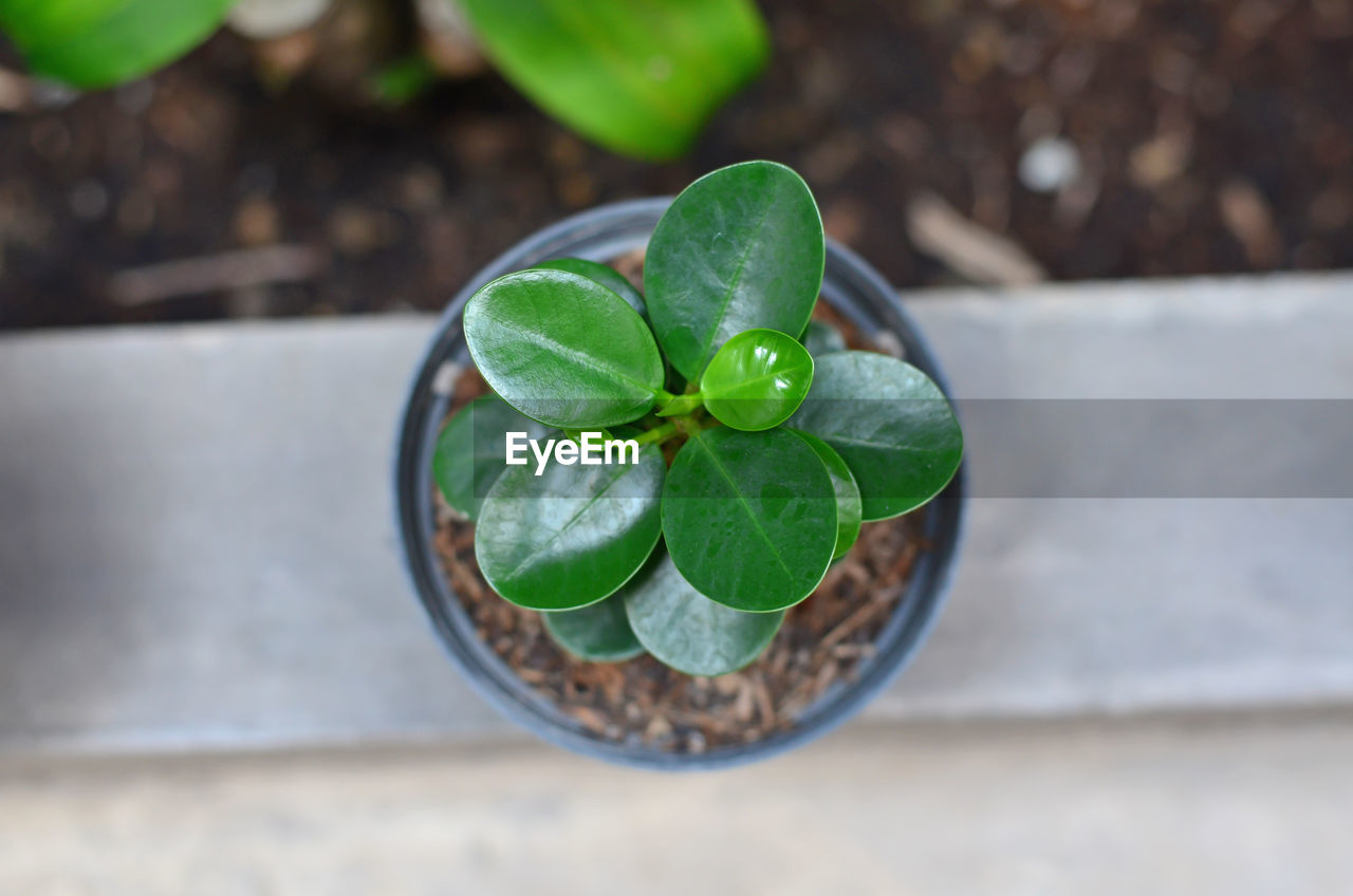 HIGH ANGLE VIEW OF GREEN PLANT ON TABLE