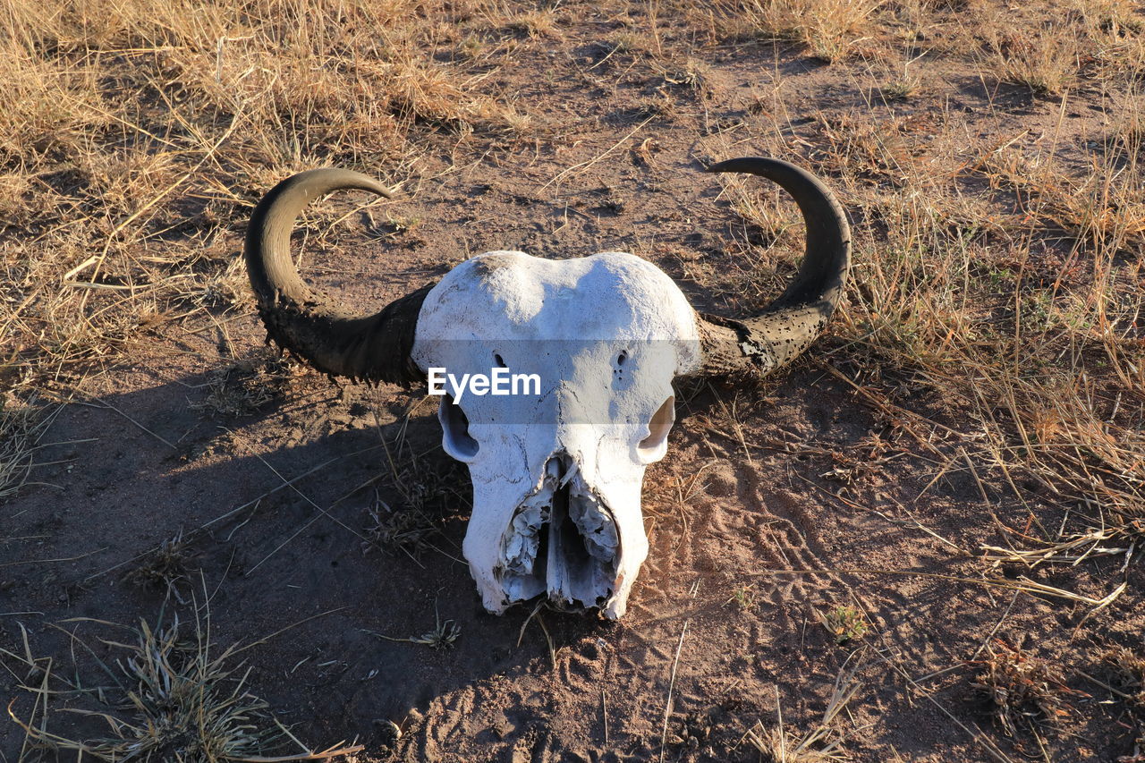 Animal skull in a field
