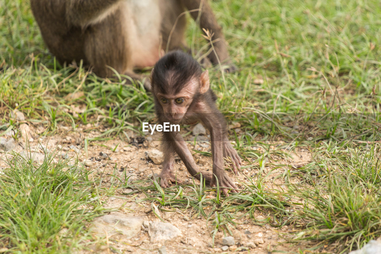 Long-tailed macaque and infant on field in zoo