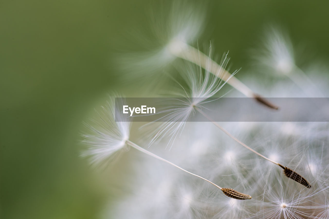 Close-up of dandelion flower