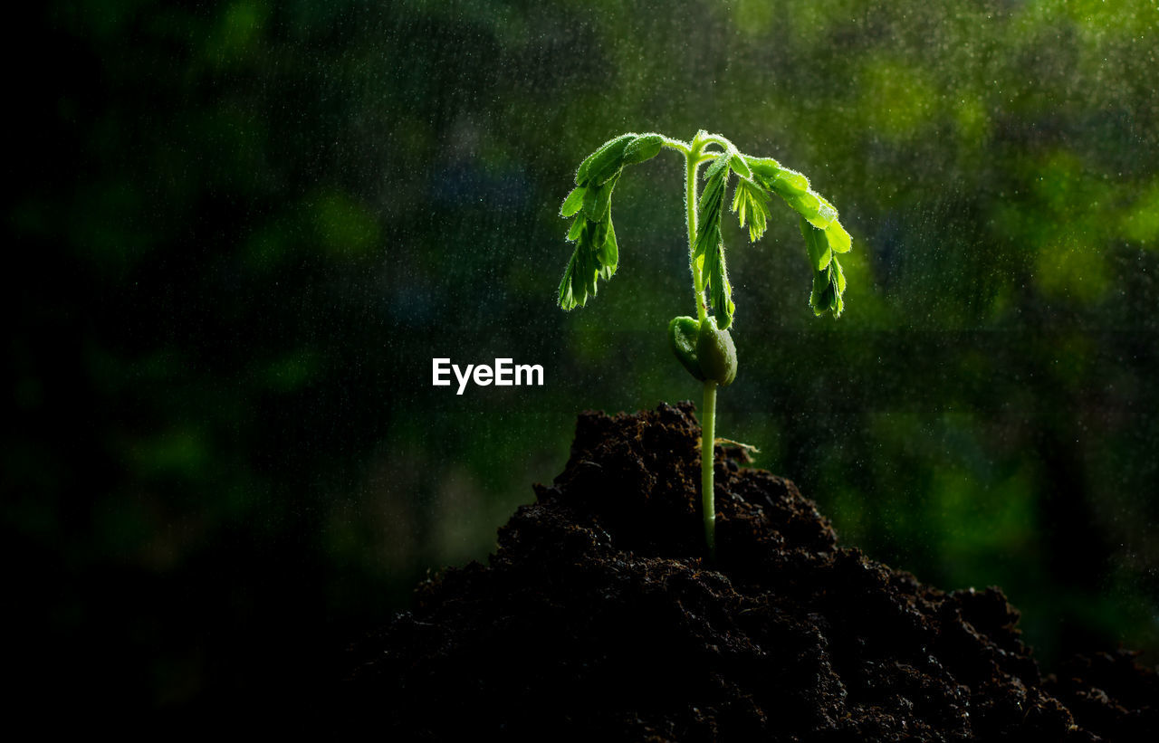 Close-up of fern growing on tree