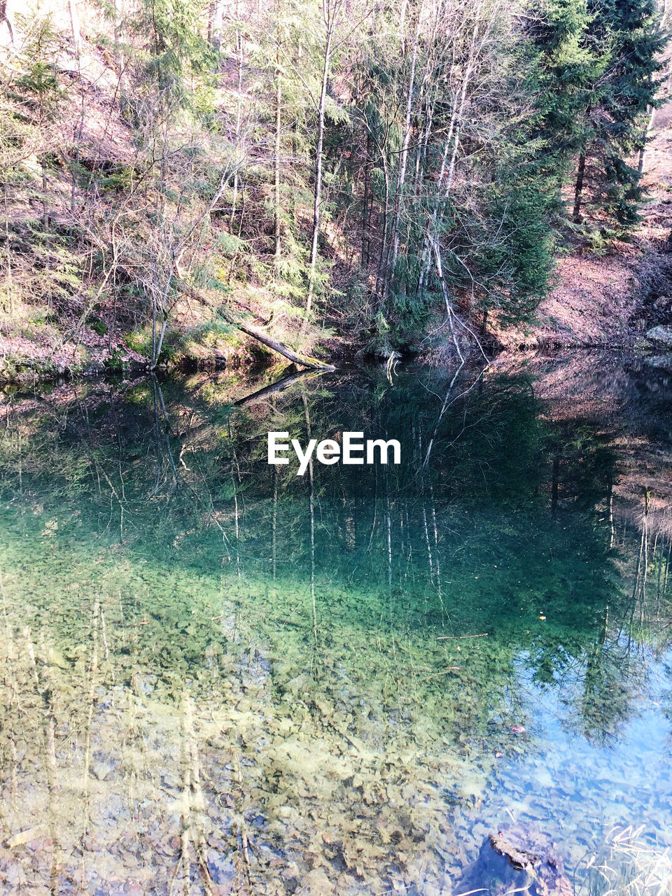 REFLECTION OF TREES ON LAKE