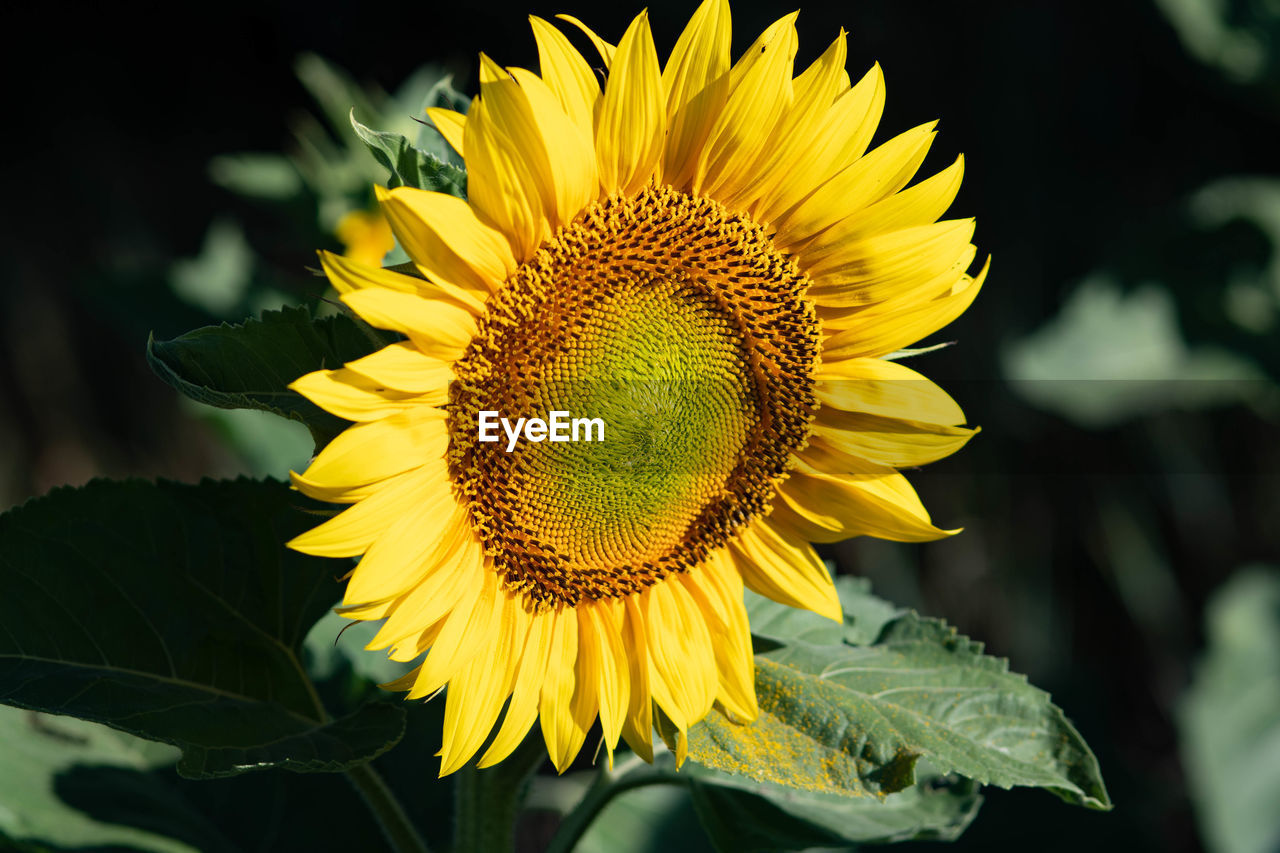 CLOSE-UP OF SUNFLOWER ON YELLOW FLOWER