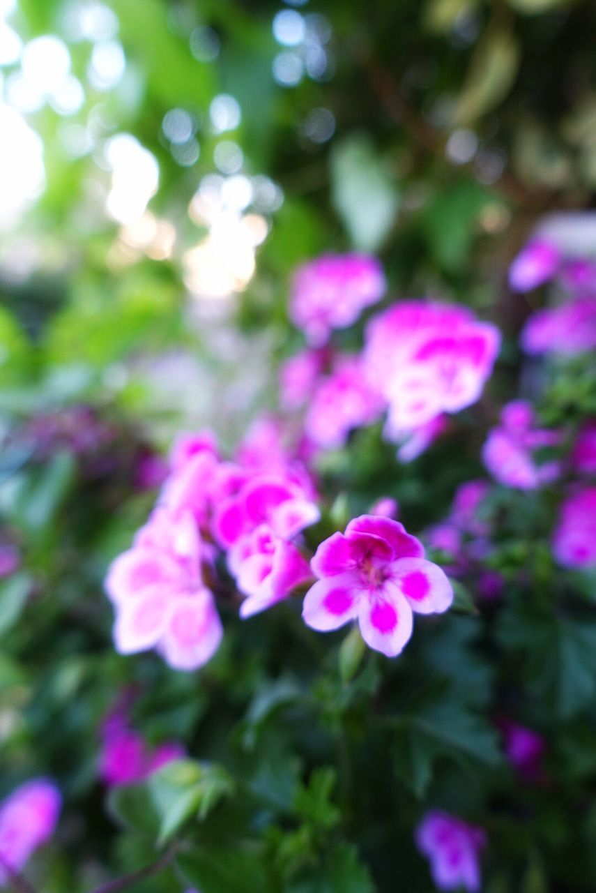 CLOSE-UP OF PINK FLOWERS BLOOMING