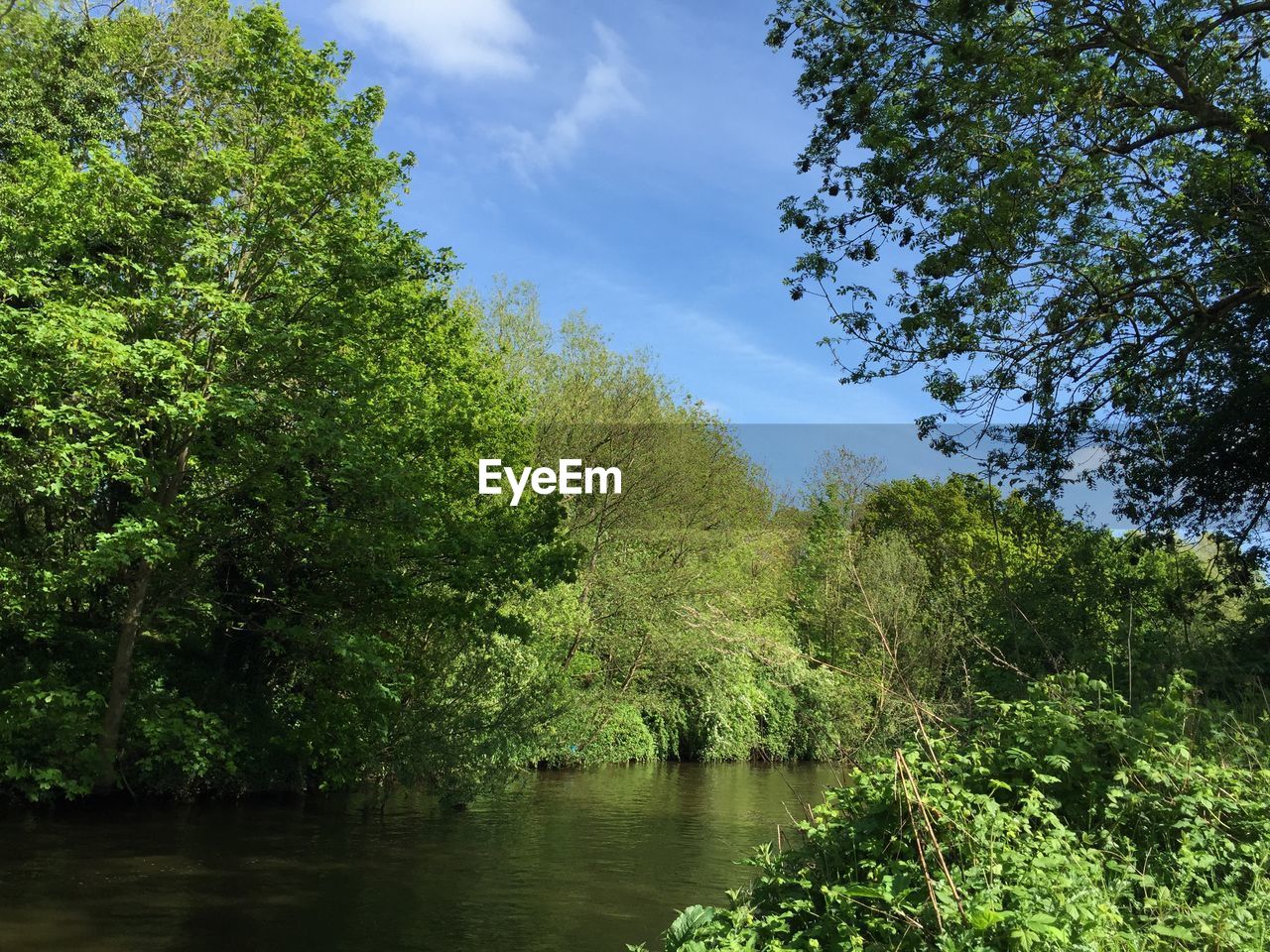 SCENIC VIEW OF TREES AGAINST SKY