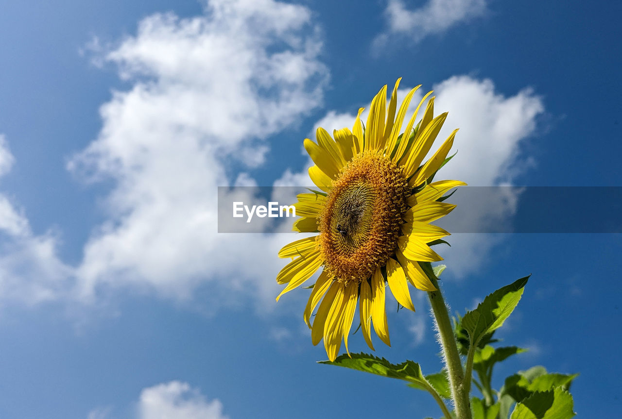 Low angle view of sunflower against sky