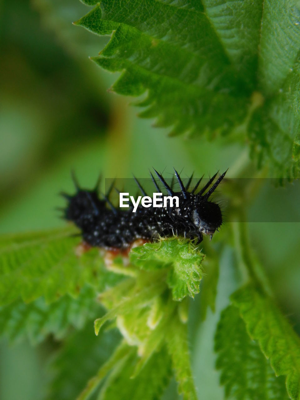 Close-up of spiky caterpillar on leaf