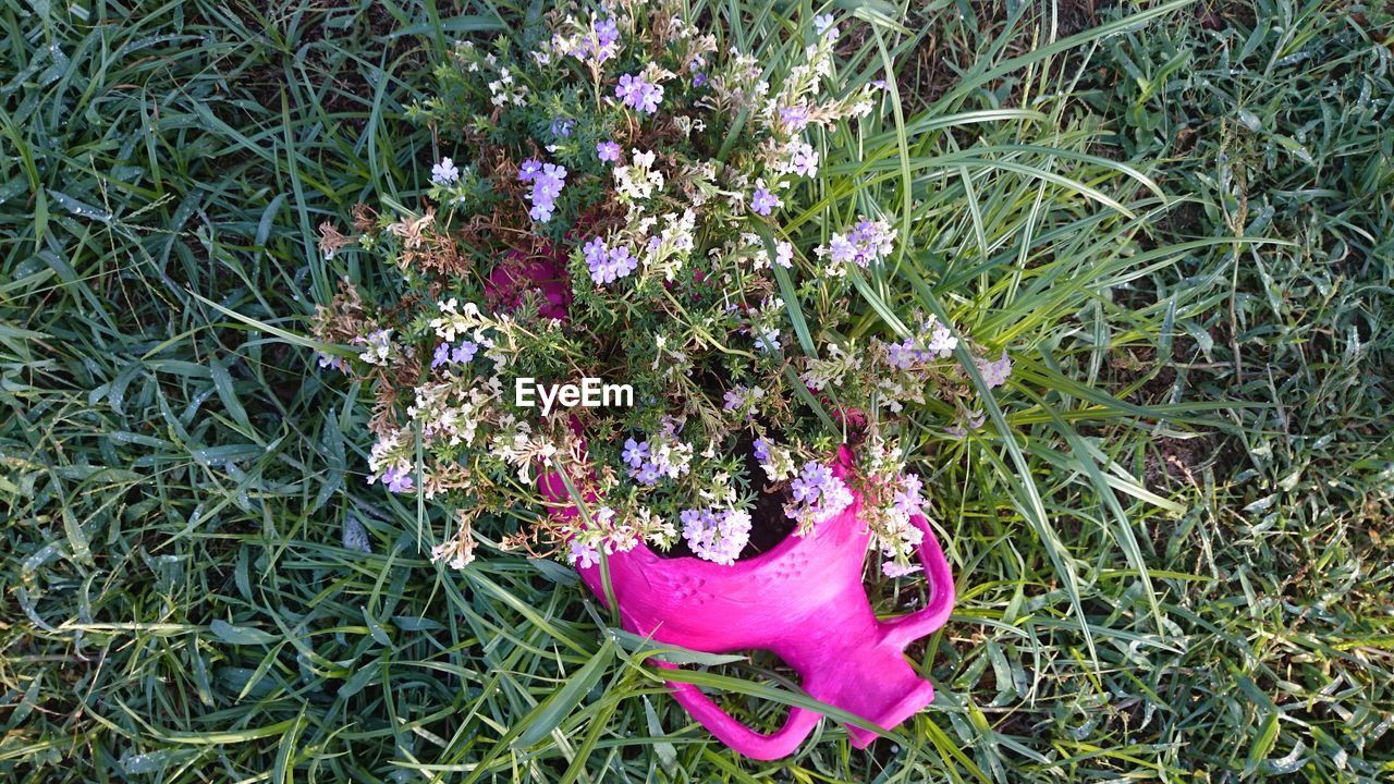 CLOSE-UP OF PURPLE FLOWER ON FIELD