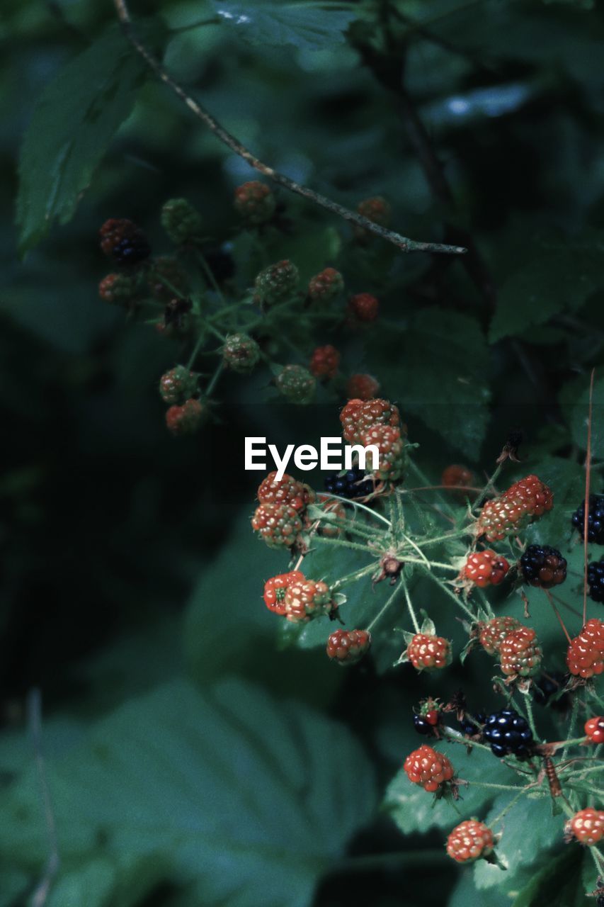 Ripening blackberries