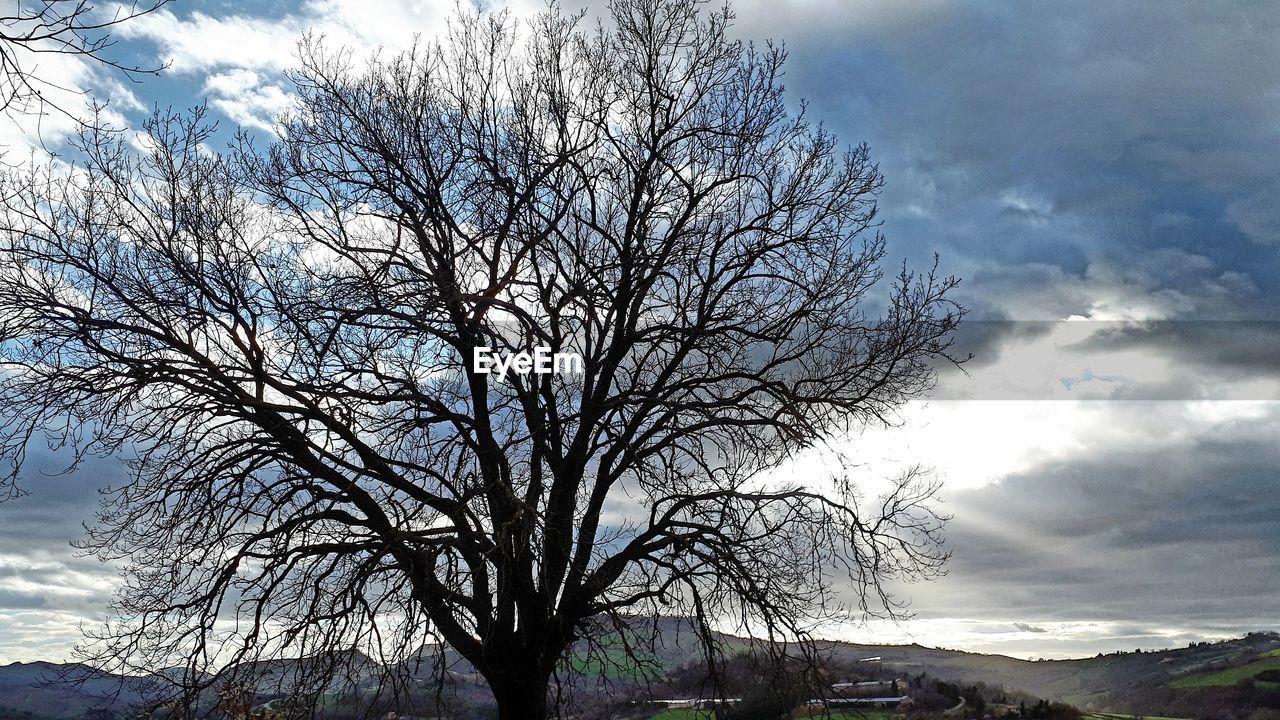 LOW ANGLE VIEW OF BARE TREE AGAINST MOUNTAIN