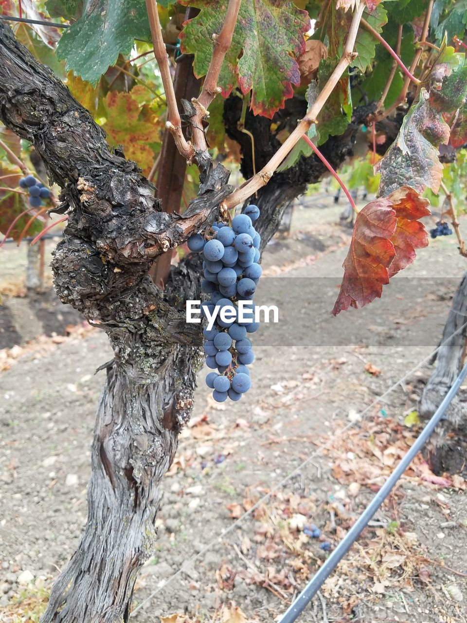 Close-up of grapes growing at vineyard