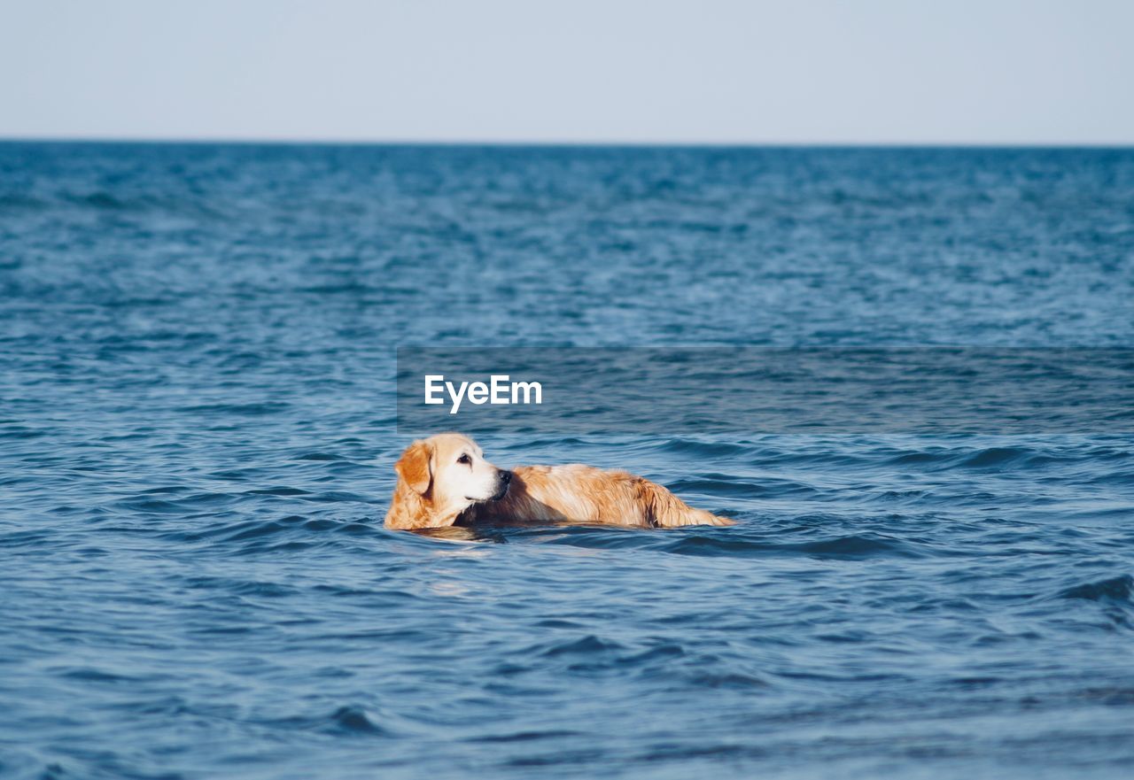 VIEW OF DOG IN SEA