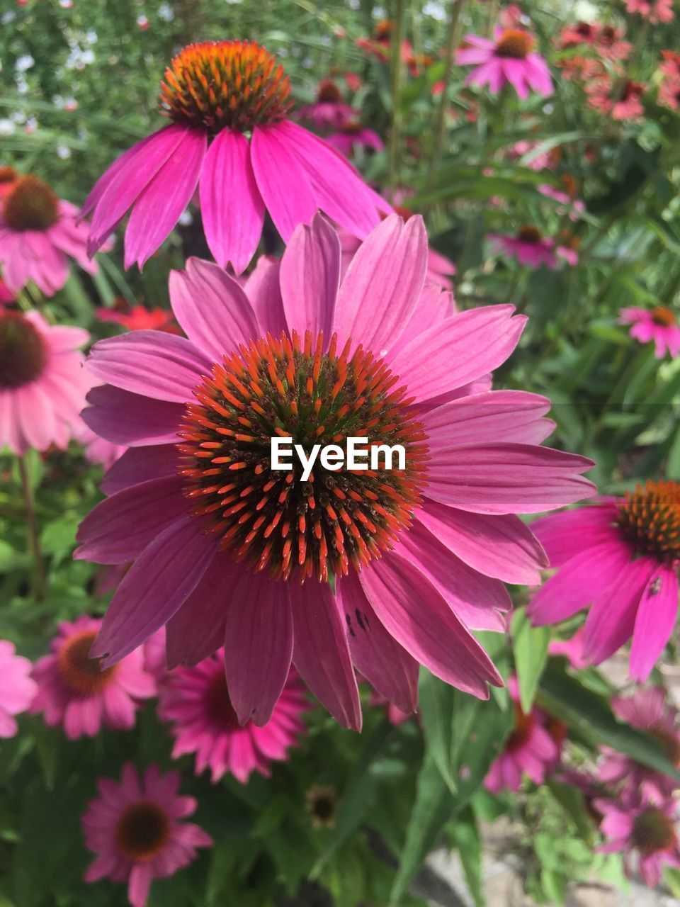 CLOSE-UP OF GERBERA DAISY