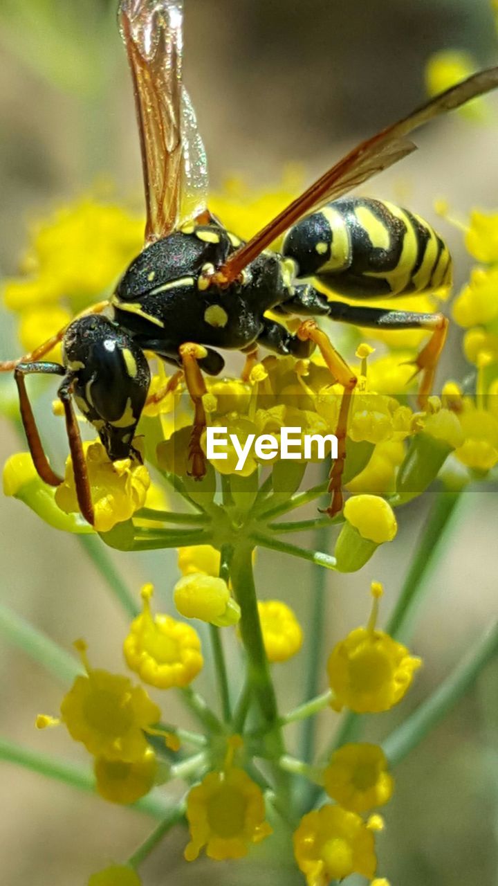 Close-up of insect on yellow flower