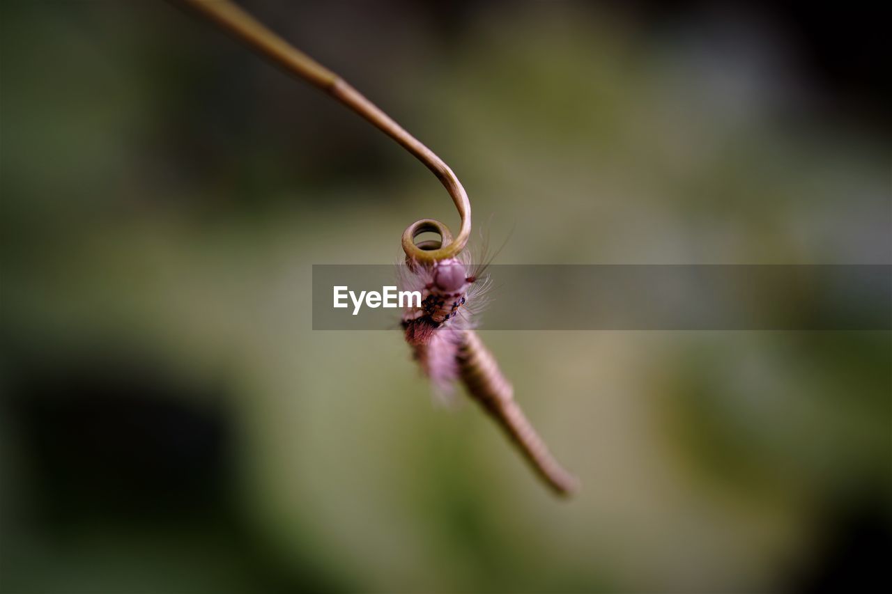 Close-up of tussock moth caterpillar  on plant