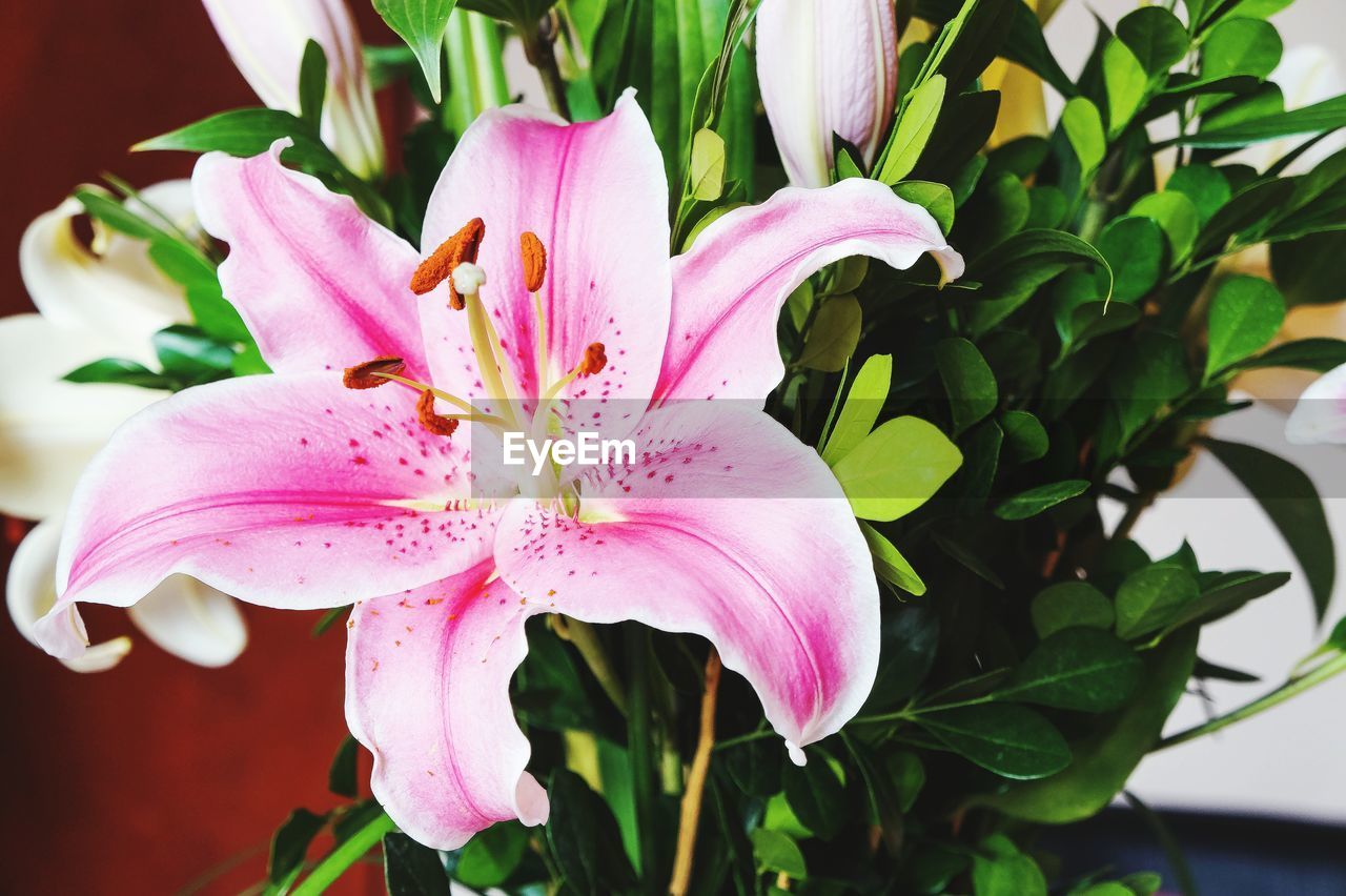 CLOSE-UP OF PINK FLOWERS