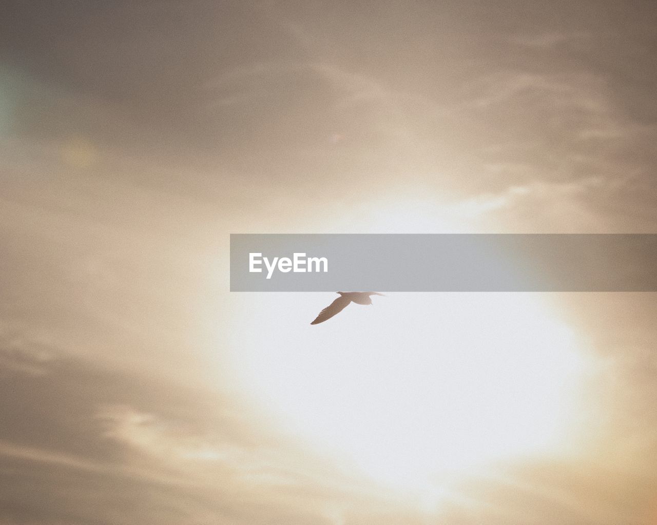 Icarus and the sun