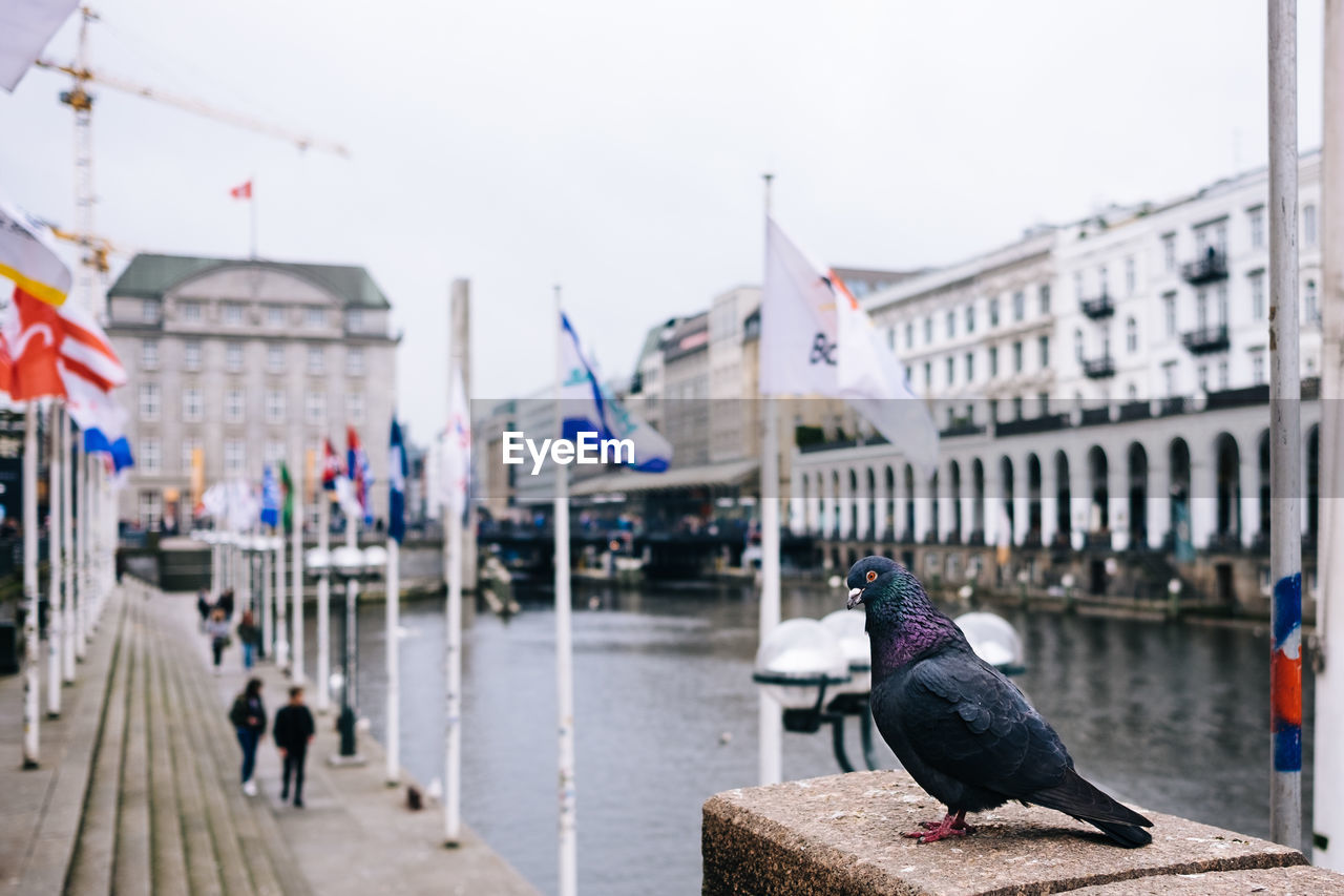 Close-up of pigeon perching on retaining wall by river in city