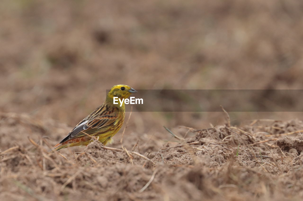 Eurasian siskin bird