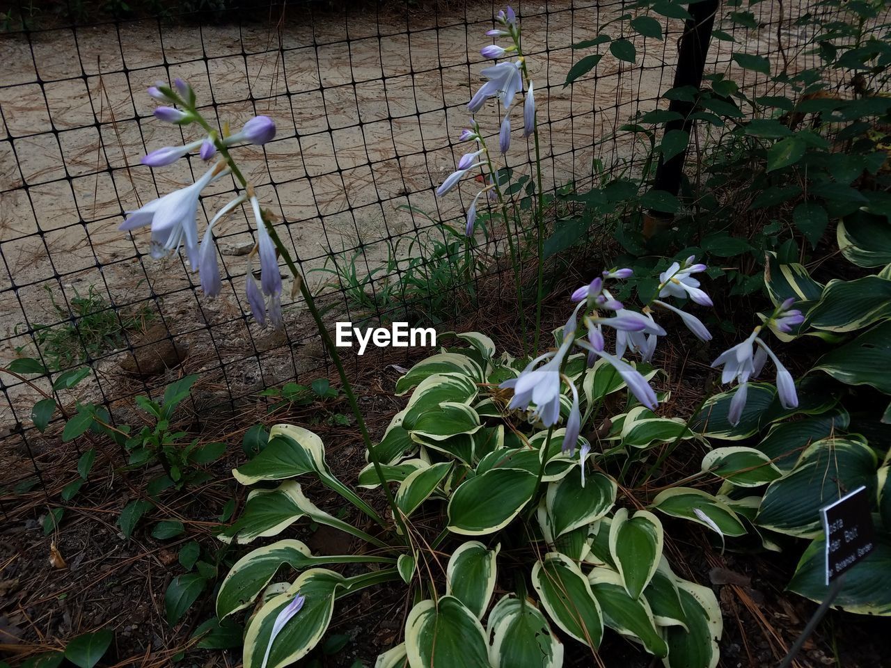 PLANTS GROWING IN THE DARK