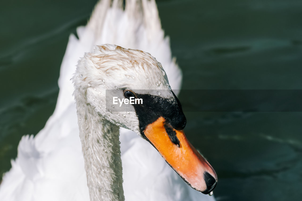 Close-up of swan swimming in lake