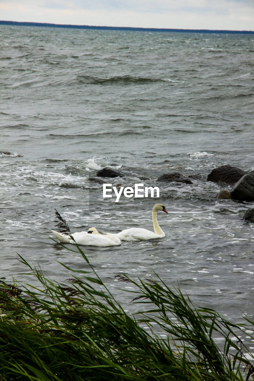 Swan perching on shore