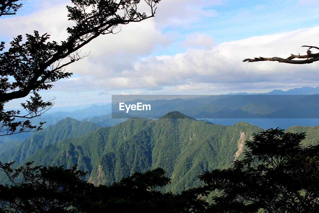 VIEW OF TREES AGAINST CLOUDY SKY