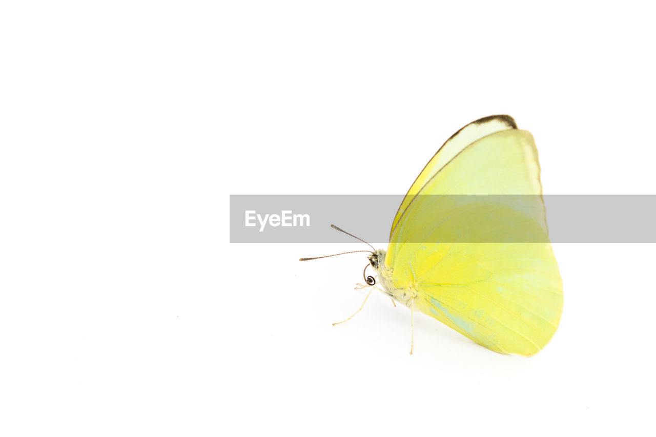 Close-up of butterfly over white background