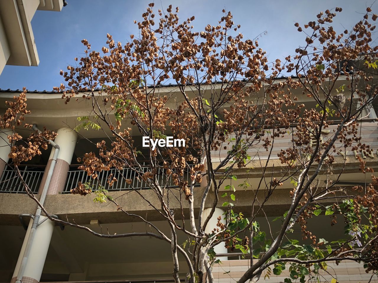 TREE AND PLANTS AGAINST BUILDING