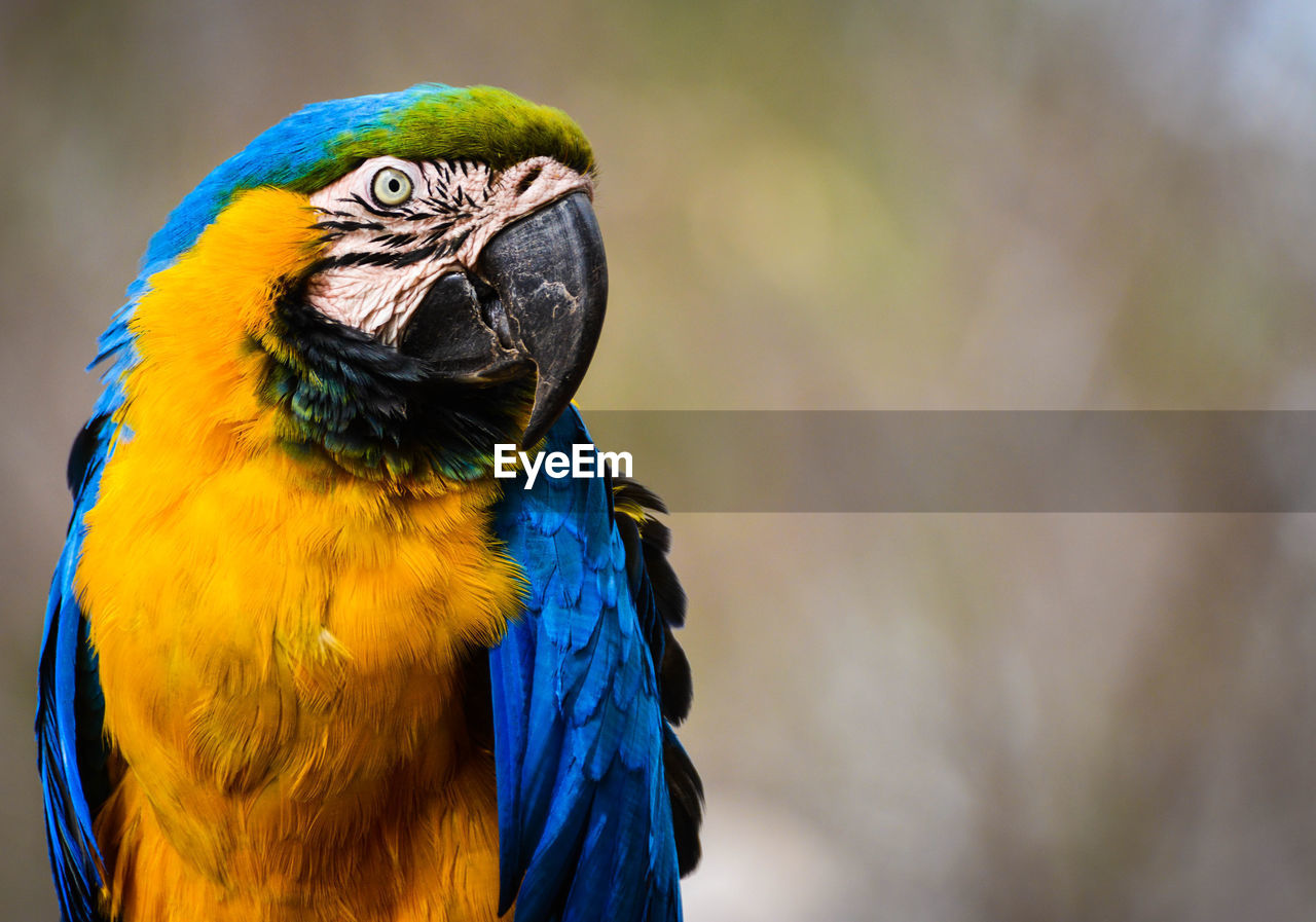 Close-up of gold and blue macaw