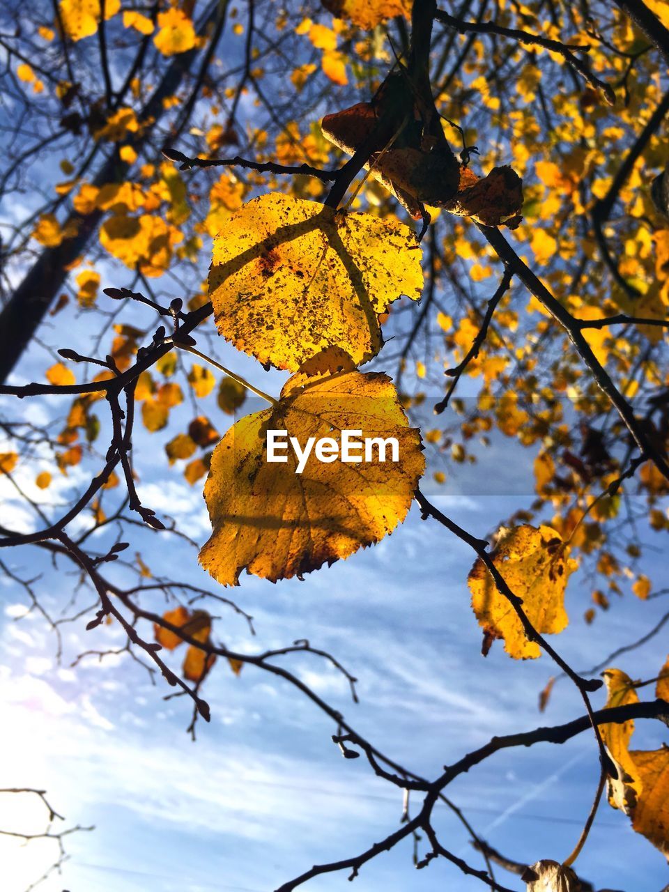 Low angle view of maple tree against sky