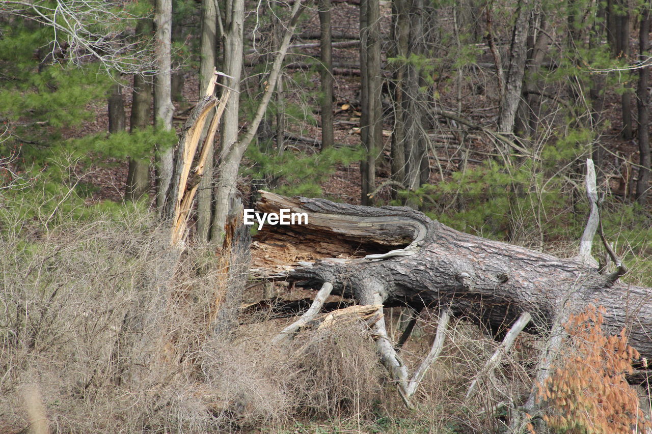 VIEW OF TREES IN FOREST