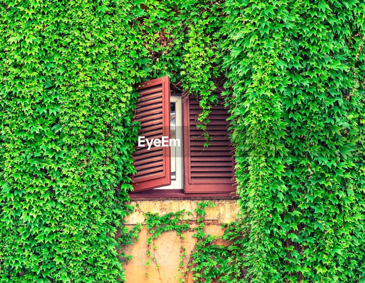 Window amidst ivy plants