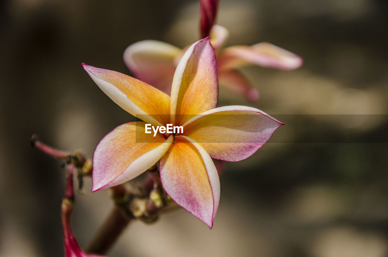 Close-up of pink magnolia on plant