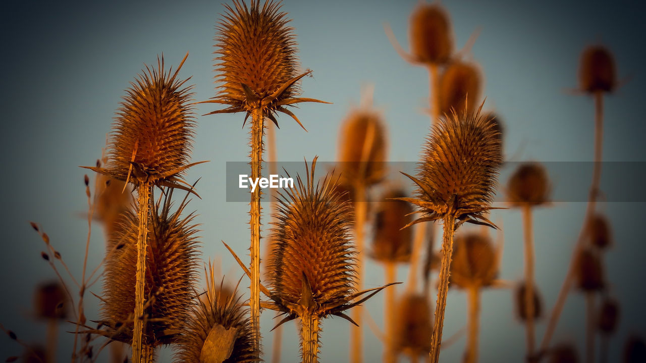 Close-up of thistle against sky