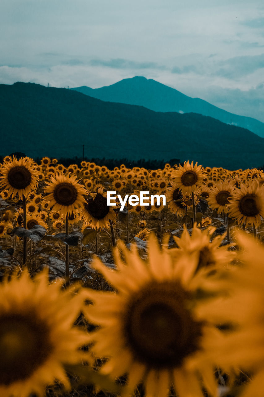 Sunflower field in countryside 