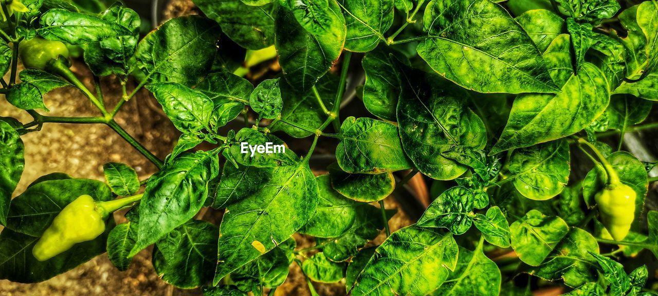 green, plant part, leaf, plant, growth, nature, food and drink, freshness, produce, food, day, no people, healthy eating, beauty in nature, vegetable, close-up, outdoors, full frame, chard, wellbeing, land, backgrounds, jungle, high angle view, field, rainforest