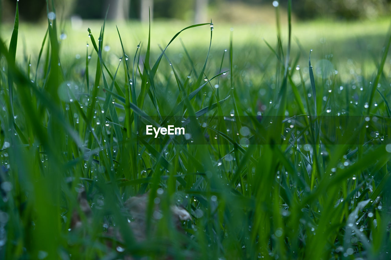 green, plant, grass, lawn, growth, nature, drop, wet, meadow, grassland, field, beauty in nature, water, no people, selective focus, land, moisture, plant stem, freshness, close-up, flower, dew, leaf, blade of grass, outdoors, day, environment, sunlight, tranquility, rain, focus on foreground, backgrounds, landscape, macro photography