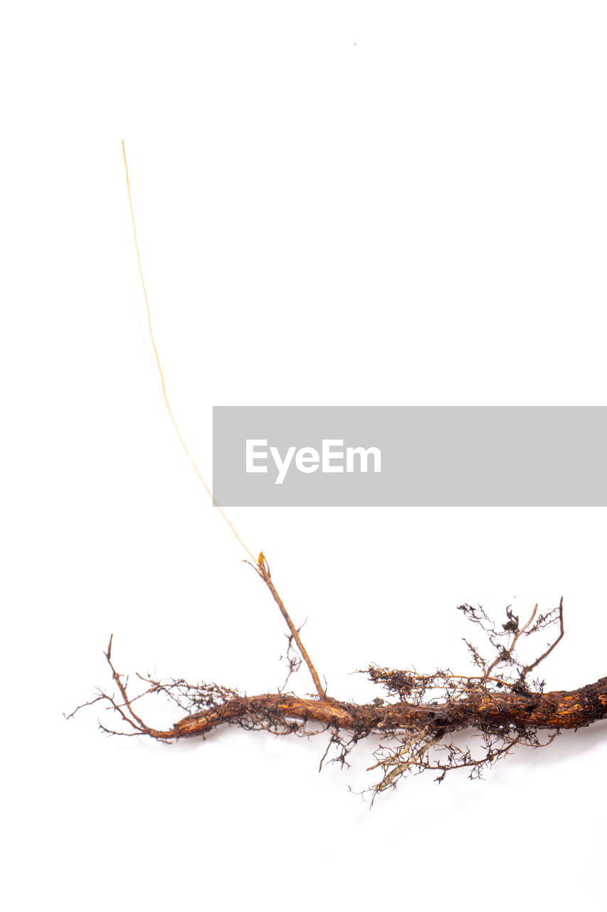 branch, twig, white background, plant, studio shot, no people, cut out, nature, tree, copy space, animal, sketch, insect, food and drink, indoors, animal themes, food, dry, ant