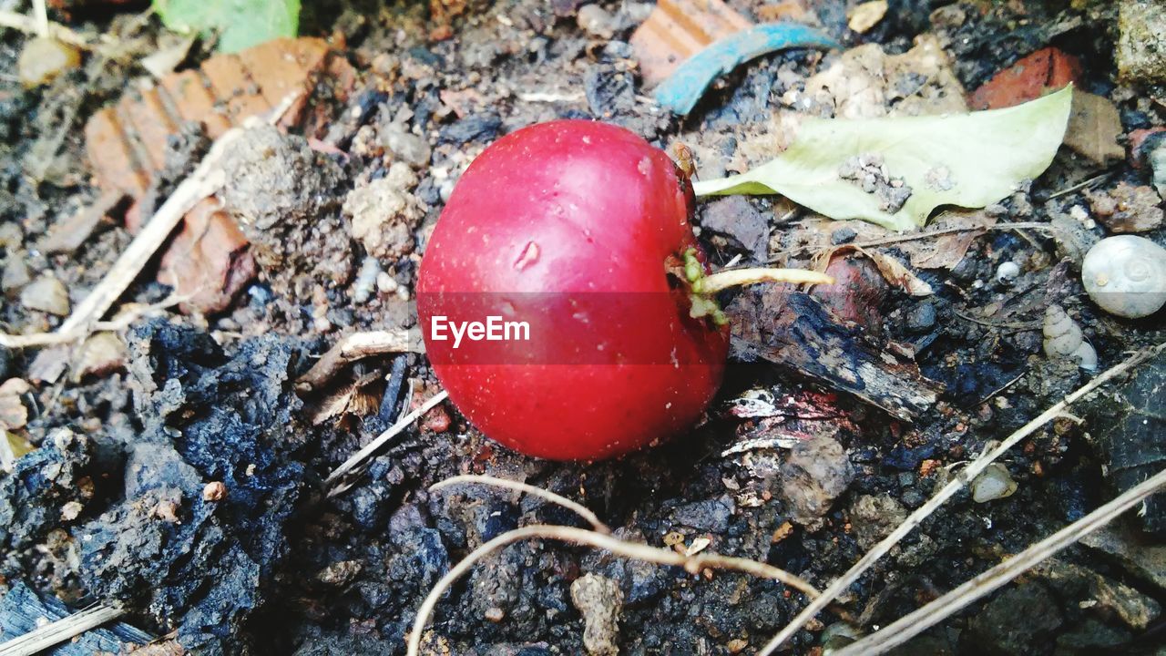 High angle view of cherry on field