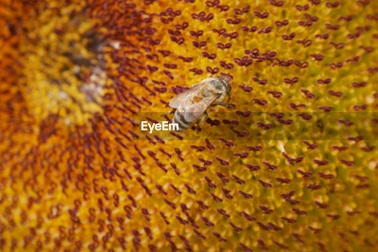 CLOSE-UP OF INSECT POLLINATING ON FLOWER