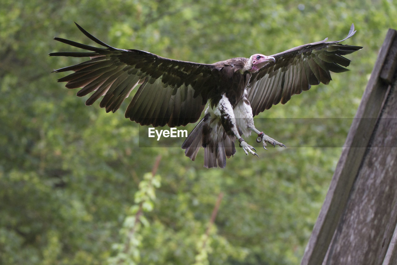 flying, bird, animal, animal themes, spread wings, animal wildlife, wildlife, one animal, animal body part, animal wing, mid-air, bird of prey, beak, motion, wing, landing, nature, no people, vulture, outdoors, eagle, full length, focus on foreground, day, beauty in nature