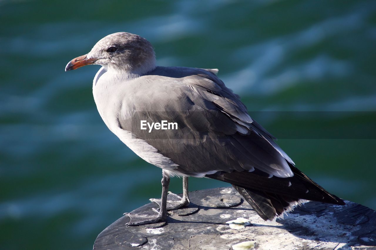 CLOSE-UP OF SEAGULL PERCHING ON SEA